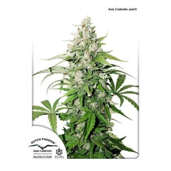 Cinderella Jack Auto X3 Dutch Passion