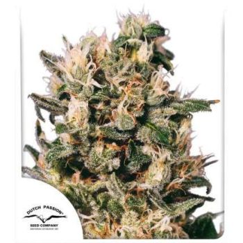 Euforia X3 Dutch Passion