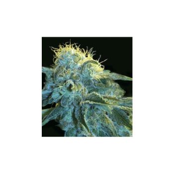 New York City X1 Pyramid Seeds