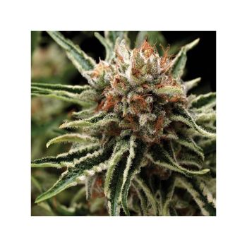 Shark X1 Pyramid Seeds