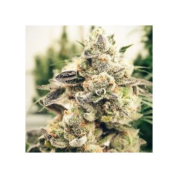 Gorilla Ghost X2 BSF Seeds