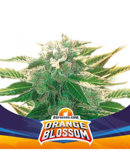 Orange Blossom XXL Auto X2 BSF Seeds