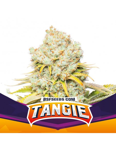 Tangie X7 BSF Seeds
