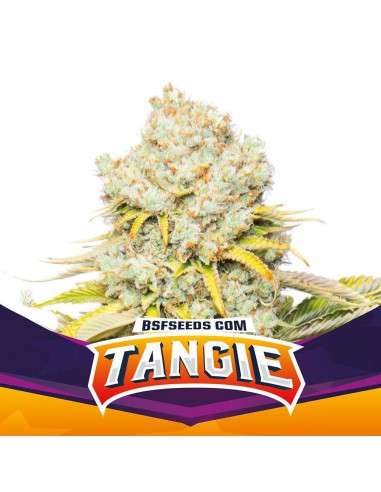 Tangie X12 BSF Seeds