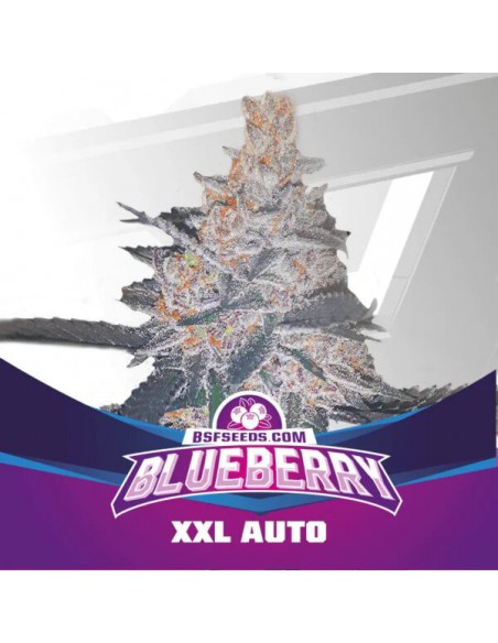 Blueberry Auto X2 BSF Seeds
