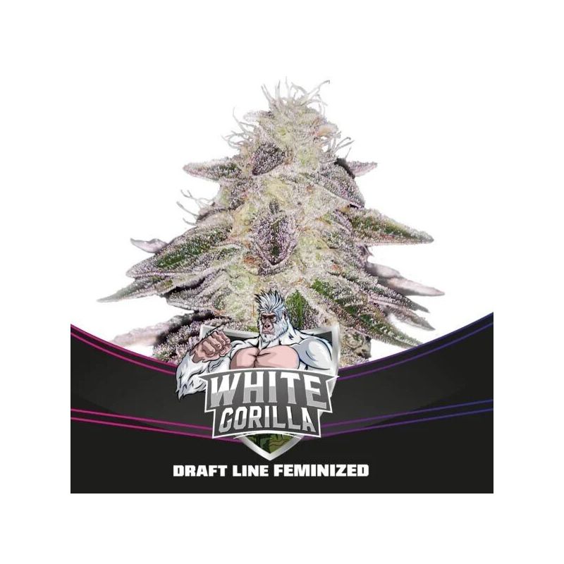 White Gorilla X2 BSF Seeds