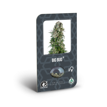 Big Bud Auto x3 Sensi Seeds