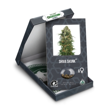 Shiva Skunk Auto x3 Sensi Seeds