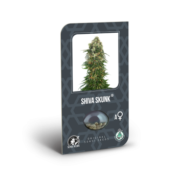 Shiva Skunk Auto x3 Sensi Seeds