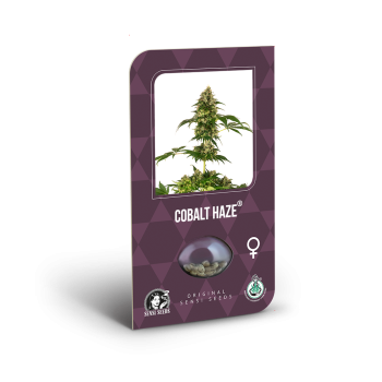 Cobalt Haze x3 Sensi Seeds