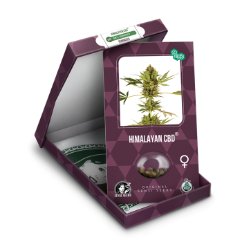 Himalayan CBD x3 Sensi Seeds