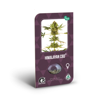 Himalayan CBD x3 Sensi Seeds