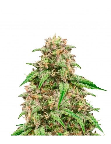 Sweet Seeds Cream Caramel Auto X3+1