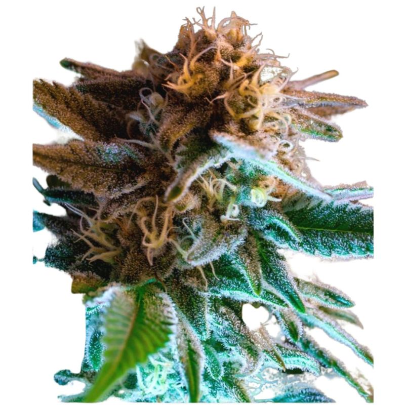 Gorilla Glue Auto X4 - Bsf Seeds