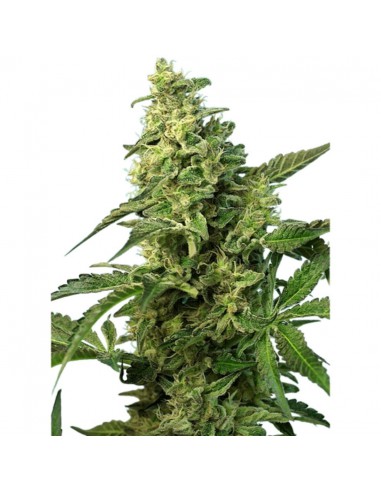 Sweet Seeds Green Poison F1 Fem X25