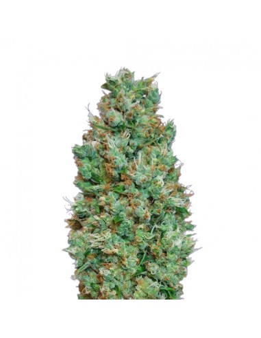 Blueberry Auto Granel