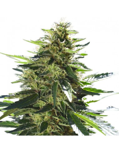 Sour Diesel Fem Granel