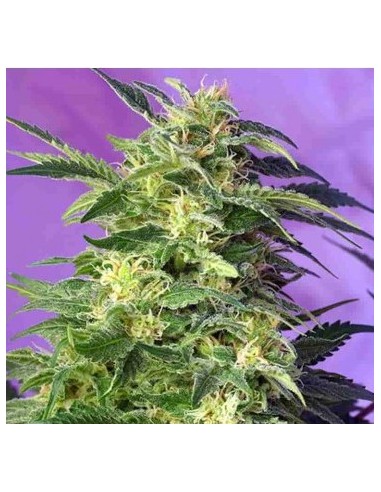 SWEET SEEDS KILLER KUSH AUTO 25UDS