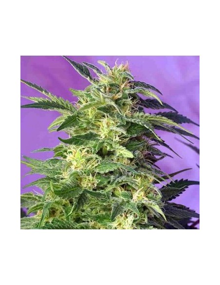 SWEET SEEDS KILLER KUSH AUTO 25UDS