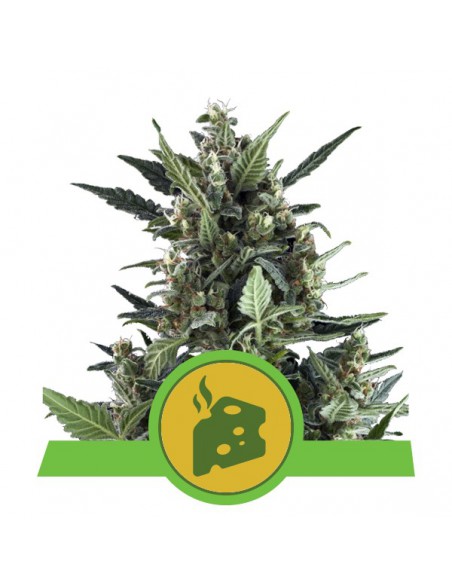 ROYAL QUEEN SEEDS BLUE CHEESE AUTO (10UD)