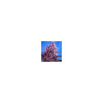 SWEET SEEDS RED POISON AUTO 25UDS