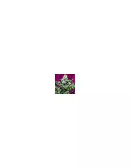 SWEET SEEDS MOHAN RAM AUTO 25UDS