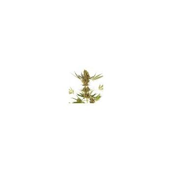 SENSI SEEDS ALPINE DELIGHT CBD AUTO 3UDS