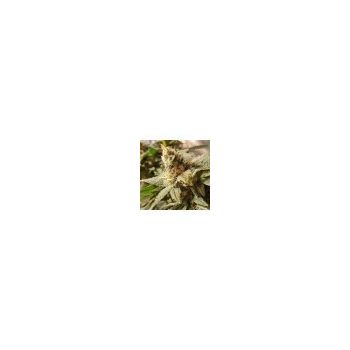 RKIEM SEEDS GALA CBD 5UDS