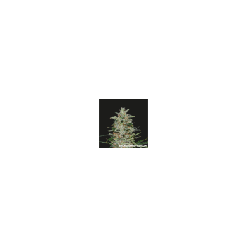 KALASHNIKOV SEEDS WHITE RUSSIAN OG 1UD