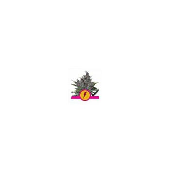 ROYAL QUEEN SEEDS NORTH THUNDERFUCK 3UDS