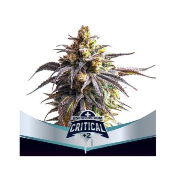 Critical XXL Auto +2 X12 - Bsf Seeds