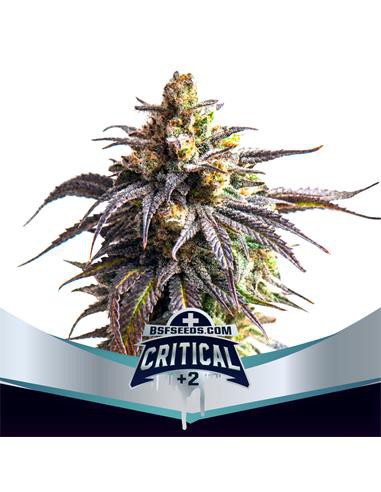 Critical XXL Auto +2 X4 - Bsf Seeds