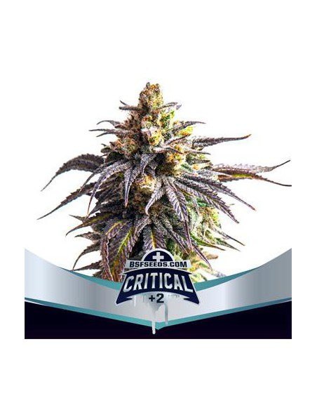 Critical XXL Auto +2 X4 - Bsf Seeds