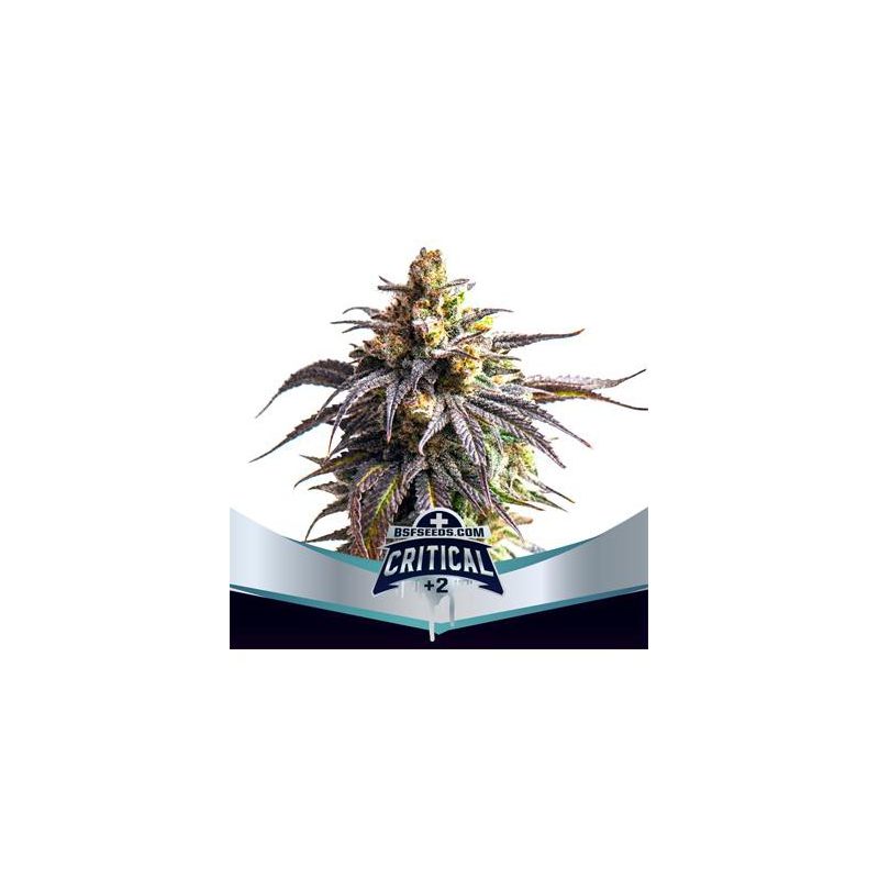 Critical XXL Auto +2 X7 - Bsf Seeds
