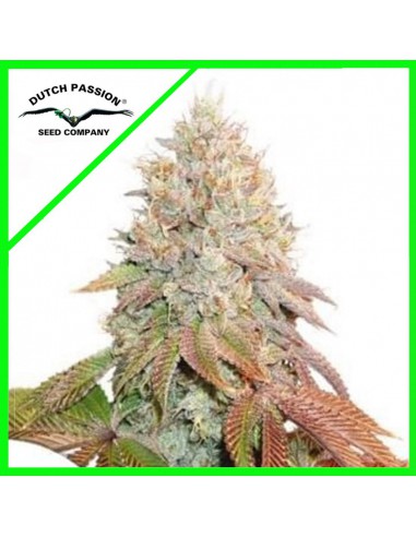 BANANA BLAZE AUTO X3-DUTCH PASSION