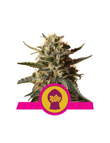 BUBBLEGUM XL FEM X1-ROYAL QUEEN