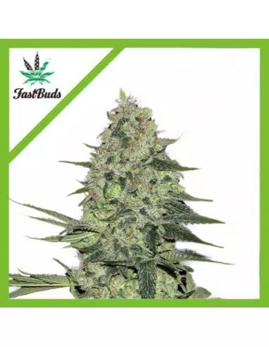 RHINO RYDER AUTO X1-FAST BUDS