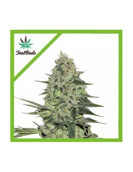 RHINO RYDER AUTO X1-FAST BUDS