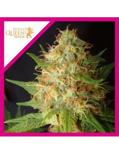 ROYAL CHEESE FAST FEM X3-ROYAL QUEEN SEEDS