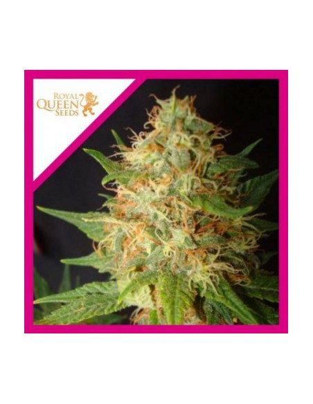 ROYAL CHEESE FAST FEM X3-ROYAL QUEEN SEEDS