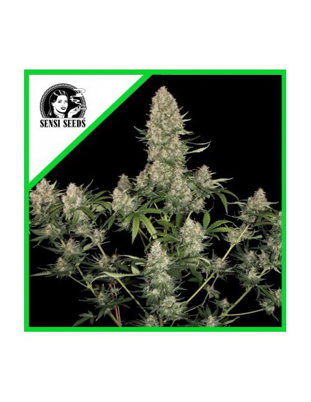 SKUNK N1 AUTO X10-SENSI SEEDS