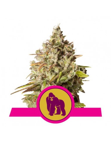 ROYAL QUEEN SEEDS ROYAL GORILLA (1UD) LIQUIDACION