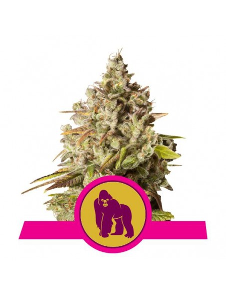 ROYAL QUEEN SEEDS ROYAL GORILLA (1UD) LIQUIDACION