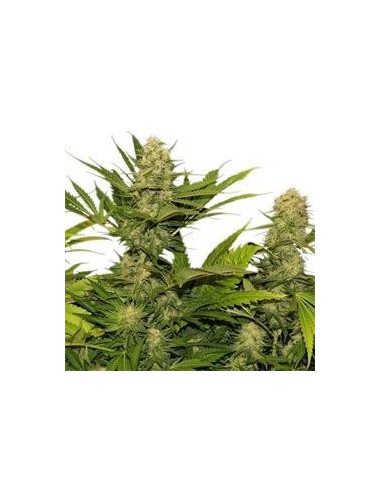 Skunk Xl X1 Royal Queen Seeds