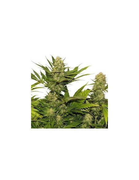 Skunk Xl X1 Royal Queen Seeds