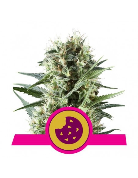 ROYAL QUEEN SEEDS ROYAL COOKIES (1UD) LIQUIDACION