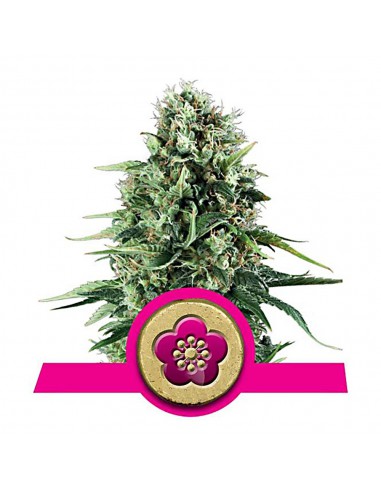 POWER FLOWER (1UDS) - ROYAL QUEEN SEEDS LIQUIDACION