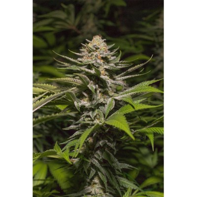 Girl Scout Cookies X3 - Spanish Passion Seeds