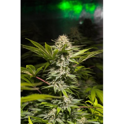 Dulce High Kick X3 - Spanish Passion Seeds