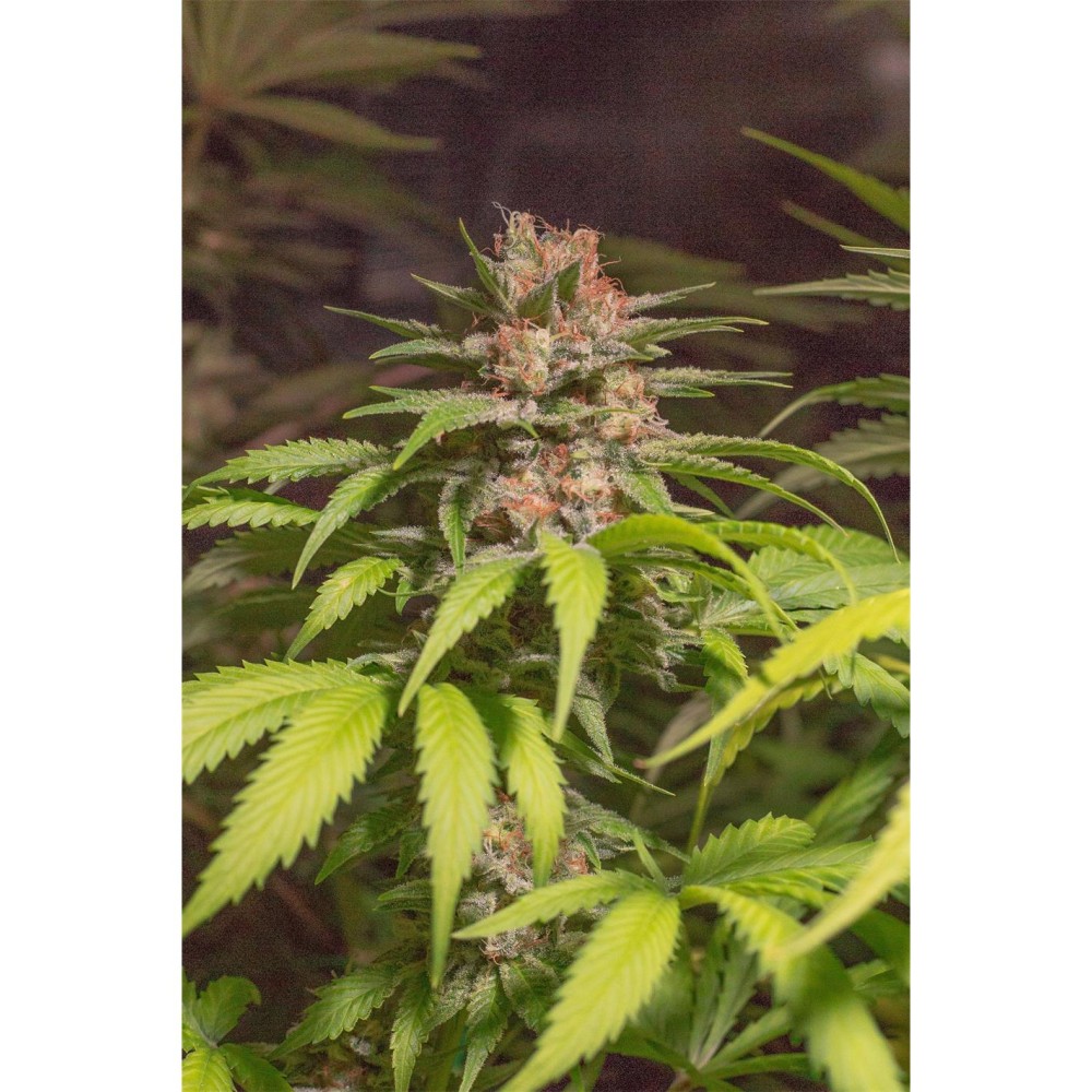 El Chapo Haze X3 - Spanish Passion Seeds